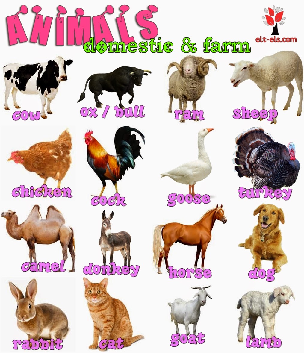 Domestic and farm animals 