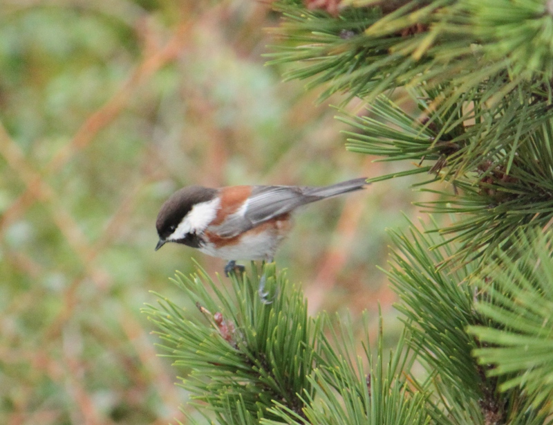 Central Oregon Coast Lincoln City Backyard Birds