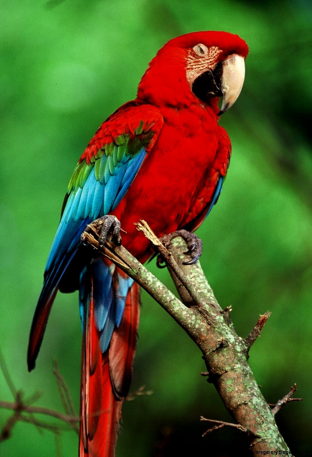Tropical rainforest birds and animals Just for Sharing Tropical rainforest birds and animals Just for Sharing