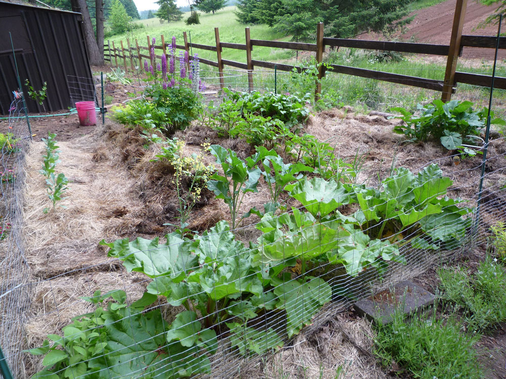 My Ruth Stout Garden Warm Enough For Beans I Hope