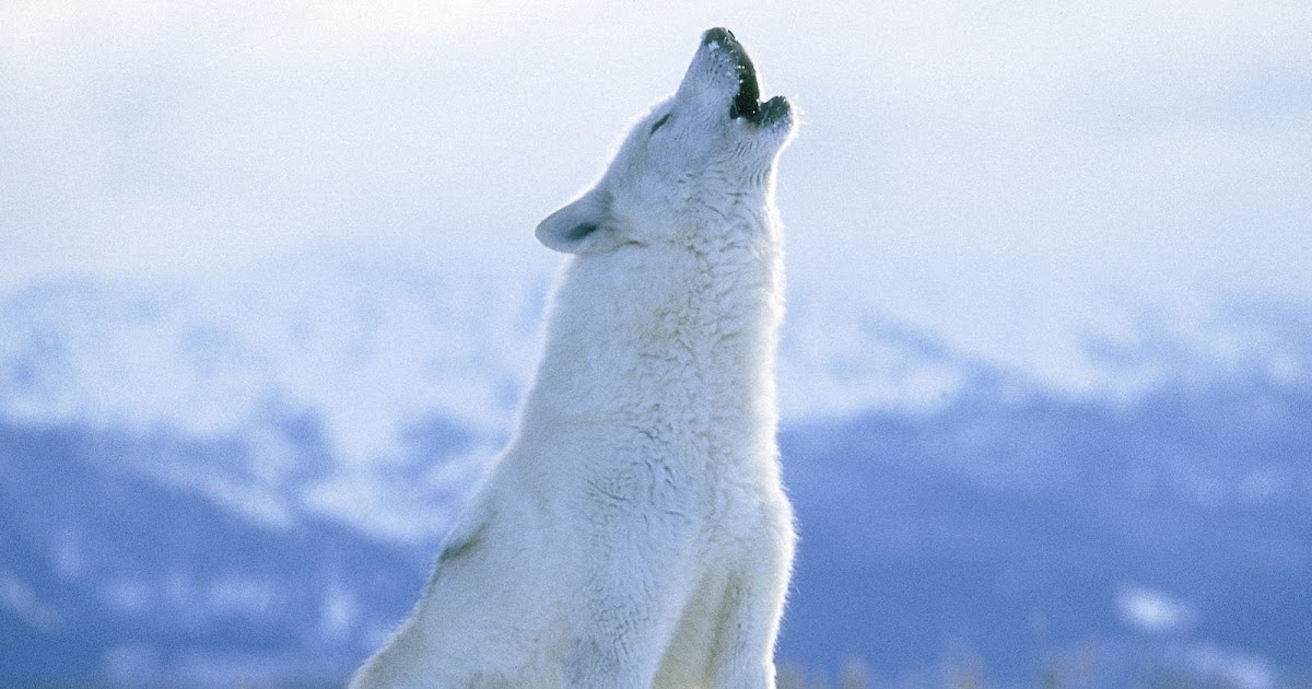 White Wolf : Endangered Species Day (Video)