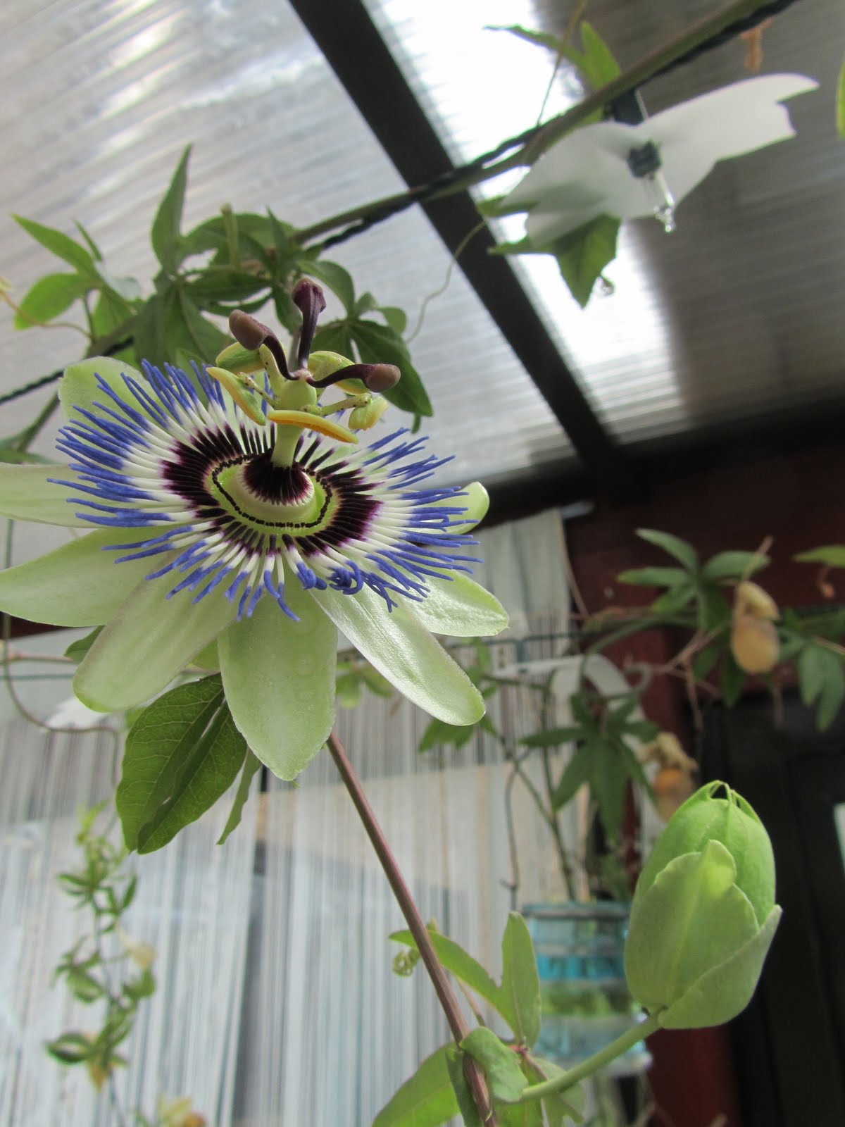 Friday's Child A Spot of Gardening