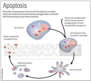 Apoptosis - Sel Kanker Bunuh Diri Akibat Propolis Apoptosis - Sel Kanker Bunuh Diri Akibat Propolis