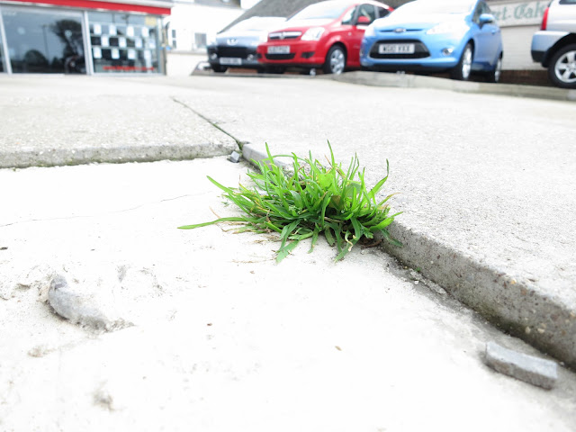 Small clump of grass in crack in concrete with cars for sale and showroom in background.