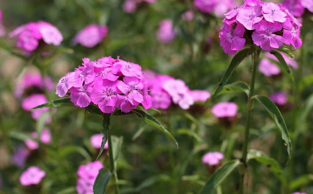 Sweet William Flowers Pictures