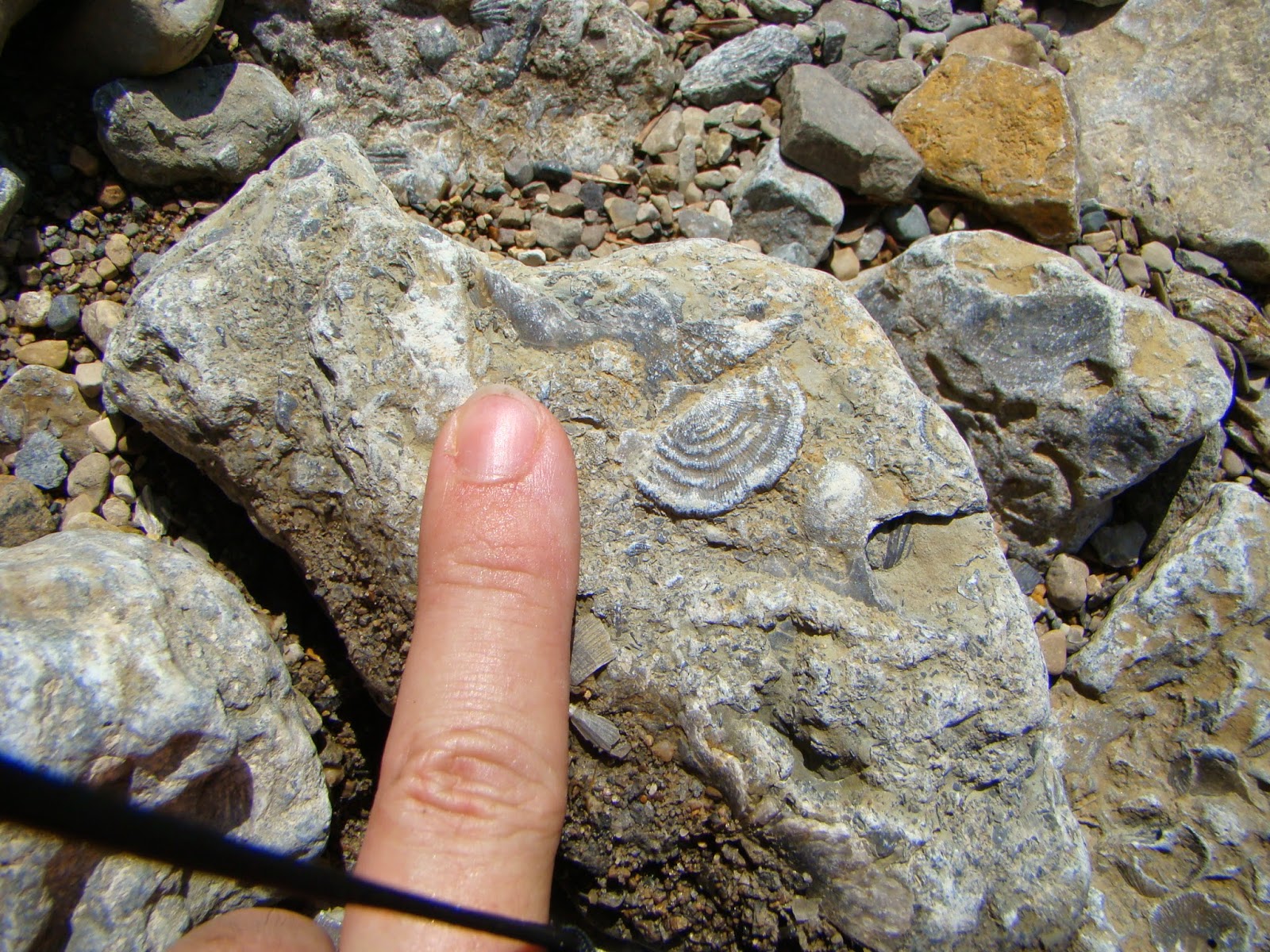 Digital Rockhound's Companion Site Fossil collecting at Hueston Woods