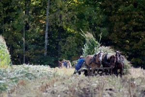 FALL HARVEST