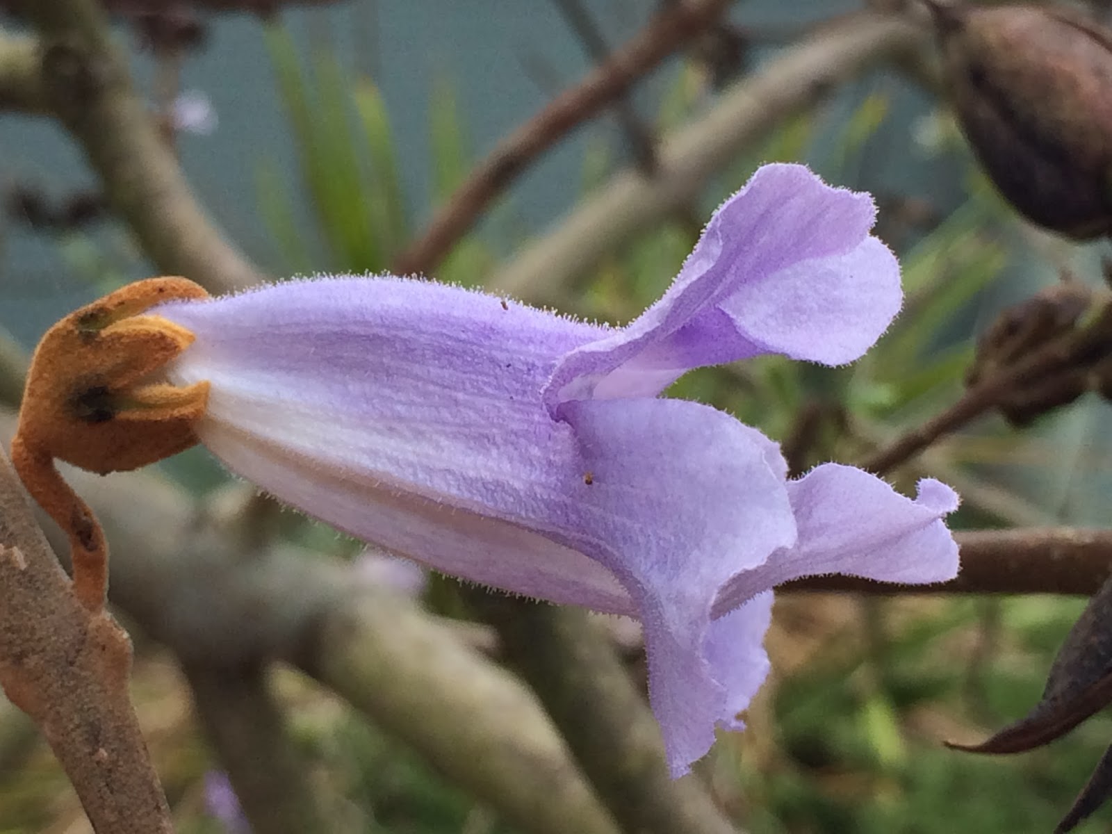Trees of Santa Cruz County Paulownia tomentosa Princess tree