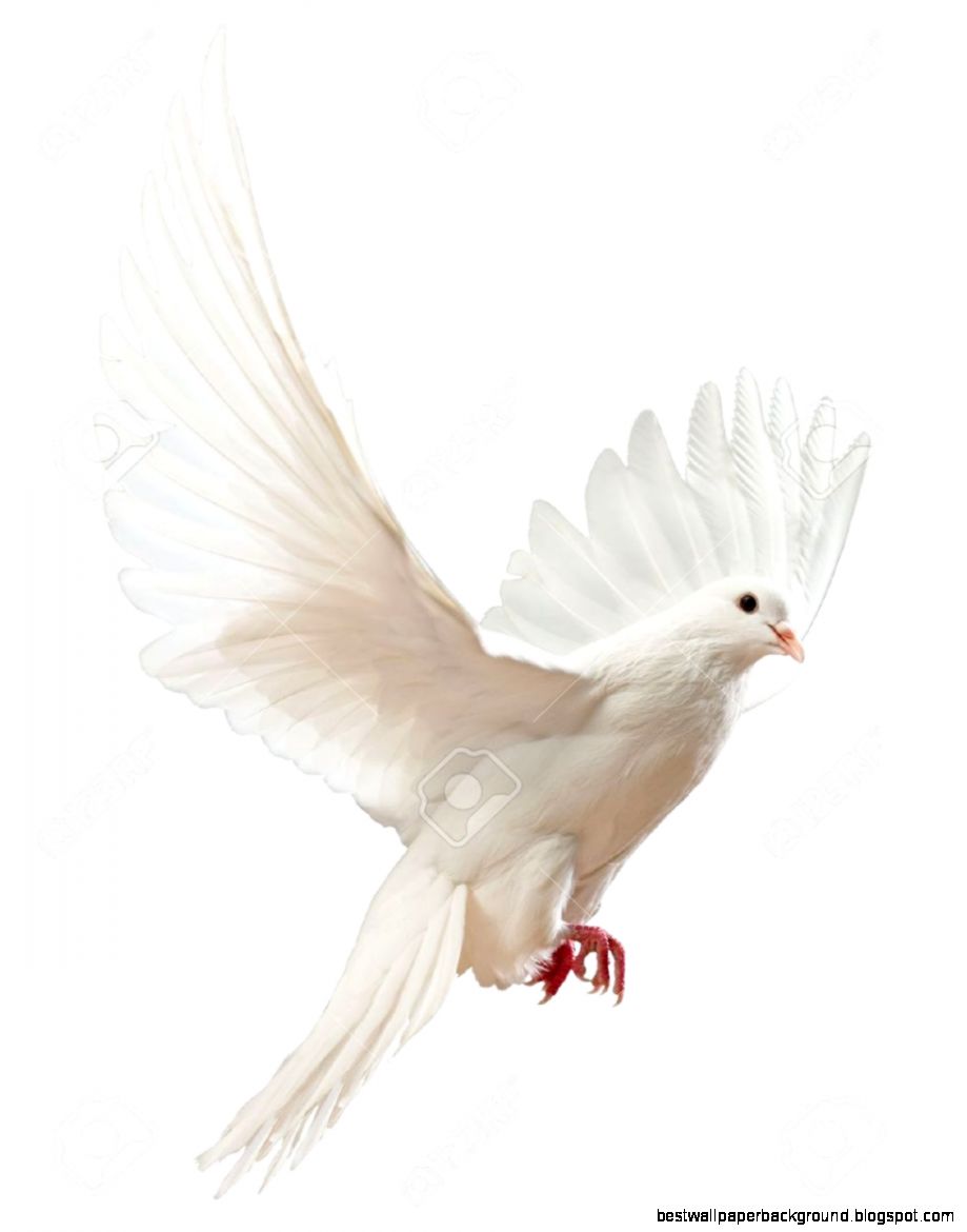 A Free Flying White Dove Isolated On A White Background Stock A Free Flying White Dove Isolated On A White Background Stock