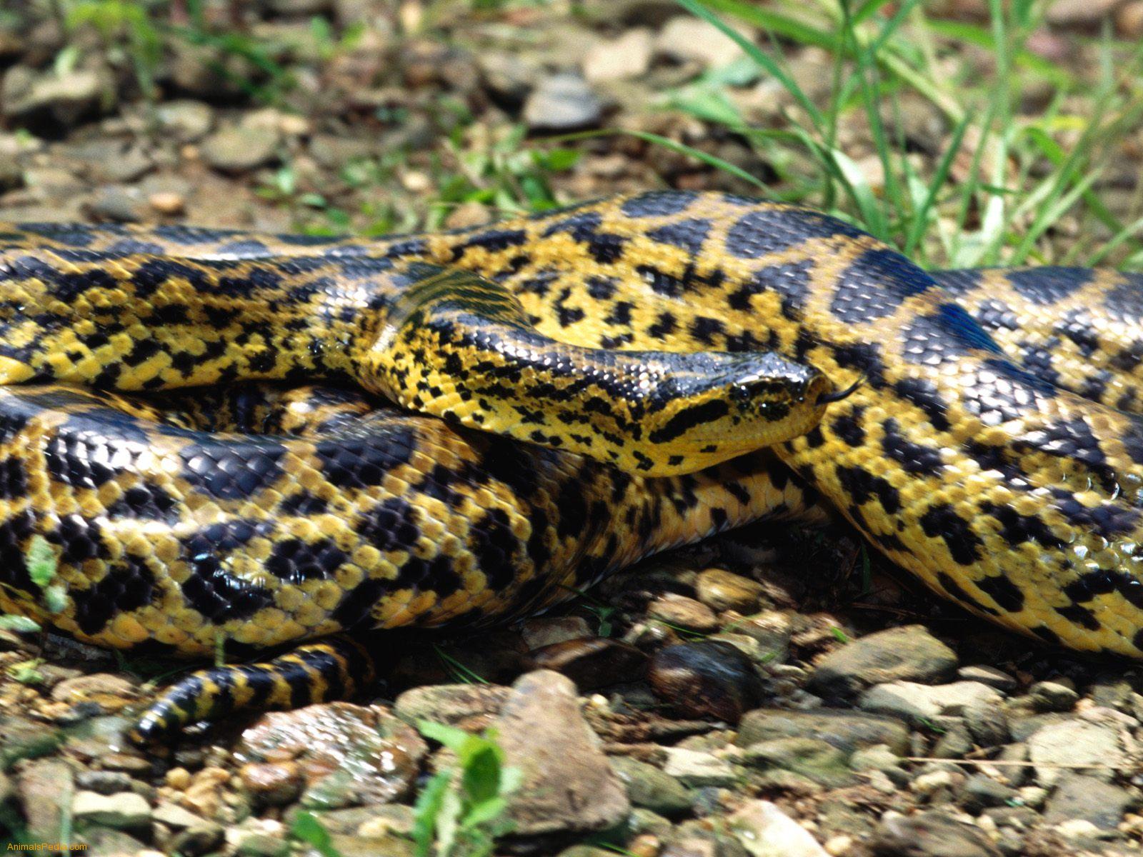 Anaconda Snakes information | Animals Blog Anaconda Snakes information | Animals Blog