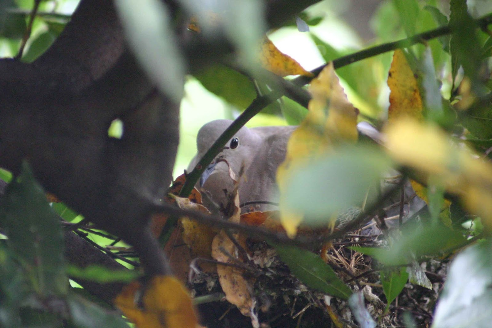 Andarperpensieri Tortore