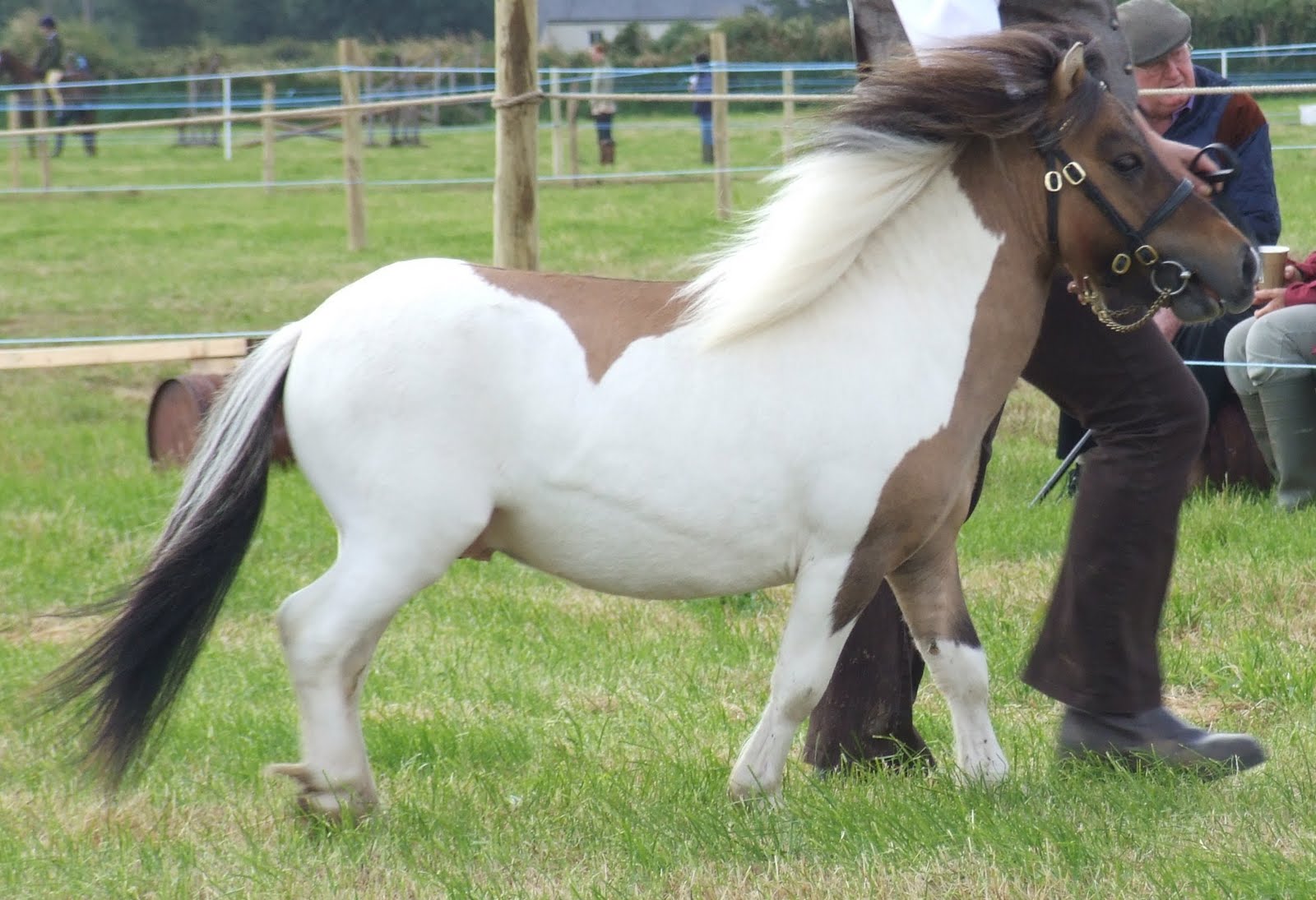 Hericus Miniature Shetland Pony Stud West Wales Mini Extravaganza.