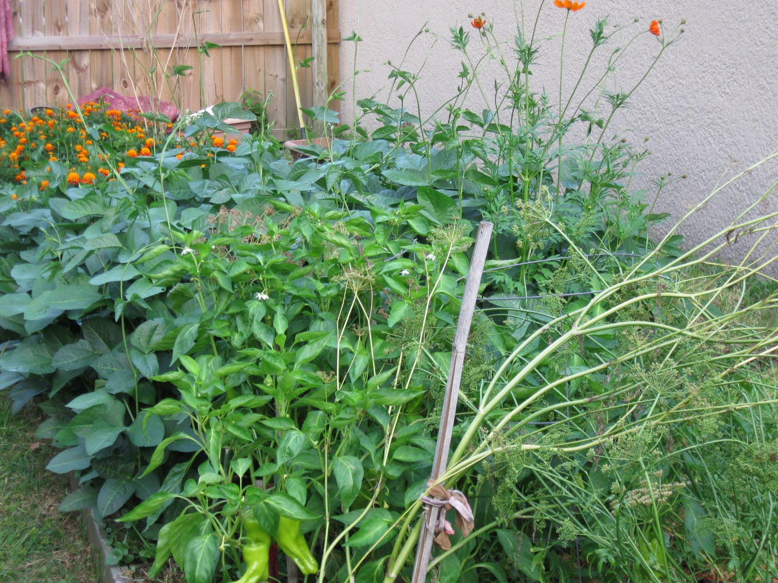 Growing Food in Florida I plant in piles