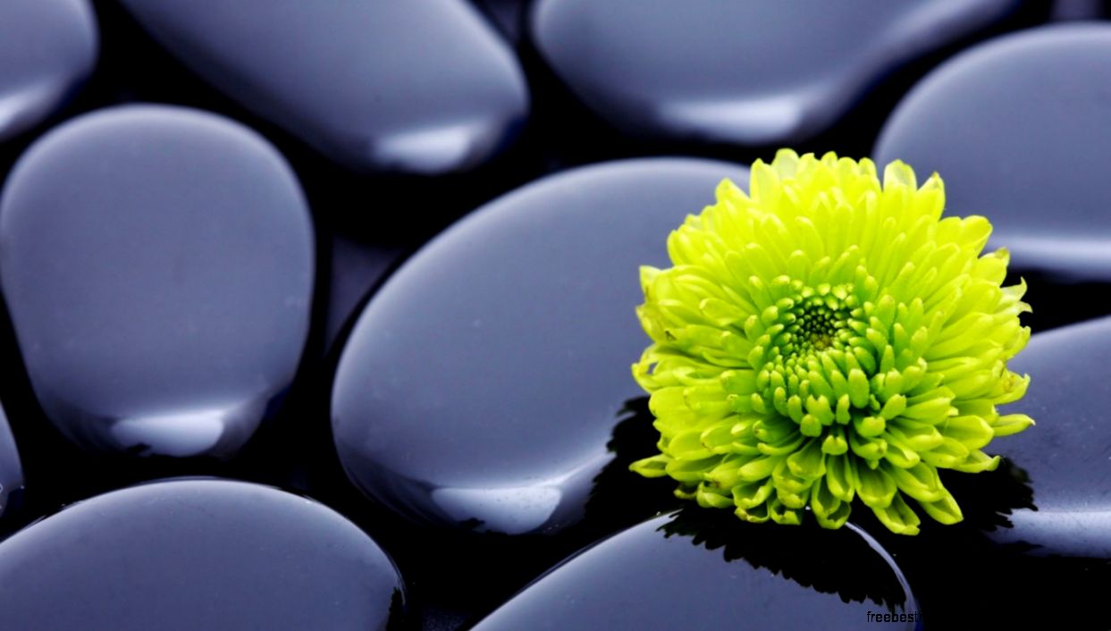 Black Zen Stones And A Yellow Mum – wallpapers is Black Zen Stones And A Yellow Mum – wallpapers is
