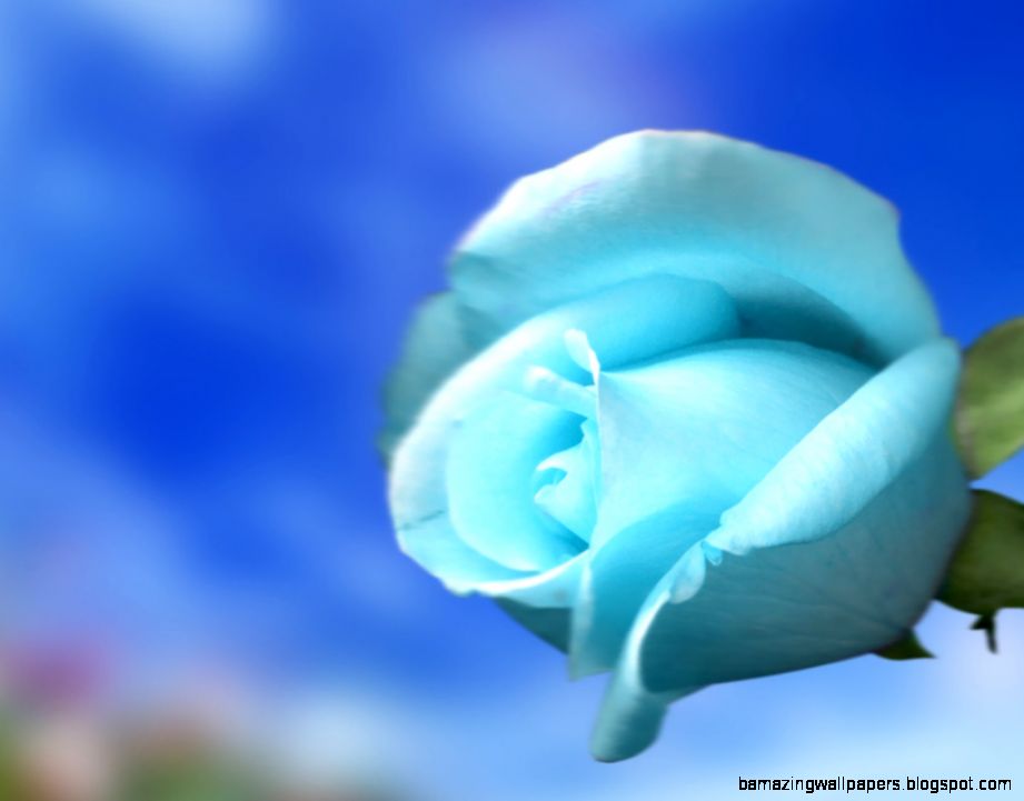 Sky Blue Rose Wallpaper Flower Wallpapers 18800 Superb Sky Blue Rose Wallpaper Flower Wallpapers 18800 Superb