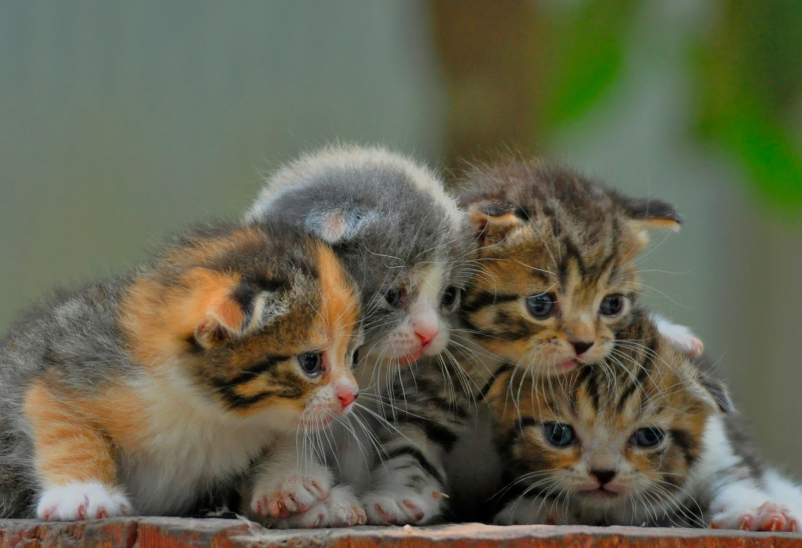 Sukses Beternak Kucing Ras , Kumpulan artikel Kucing , Perawatan kucing