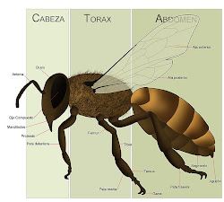 ANATOMIA DE LAS ABEJAS