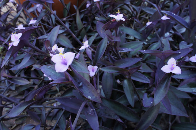 Gardening in Central Florida: Purple Queen