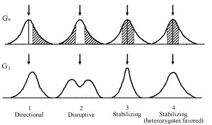 Natural Selection Mode Increase Variation Natural Selection Mode Increase Variation
