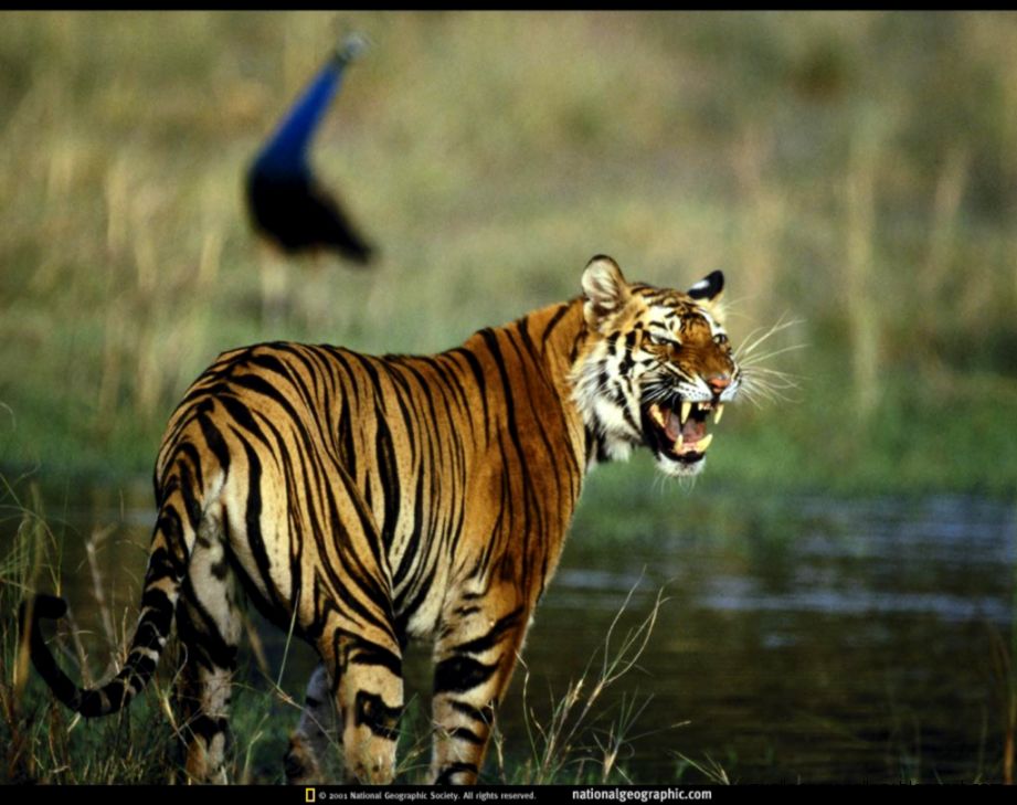 Tiger Face Water Yelling Tigers Wallpapers Desktop 1024x768PX Tiger Face Water Yelling Tigers Wallpapers Desktop 1024x768PX