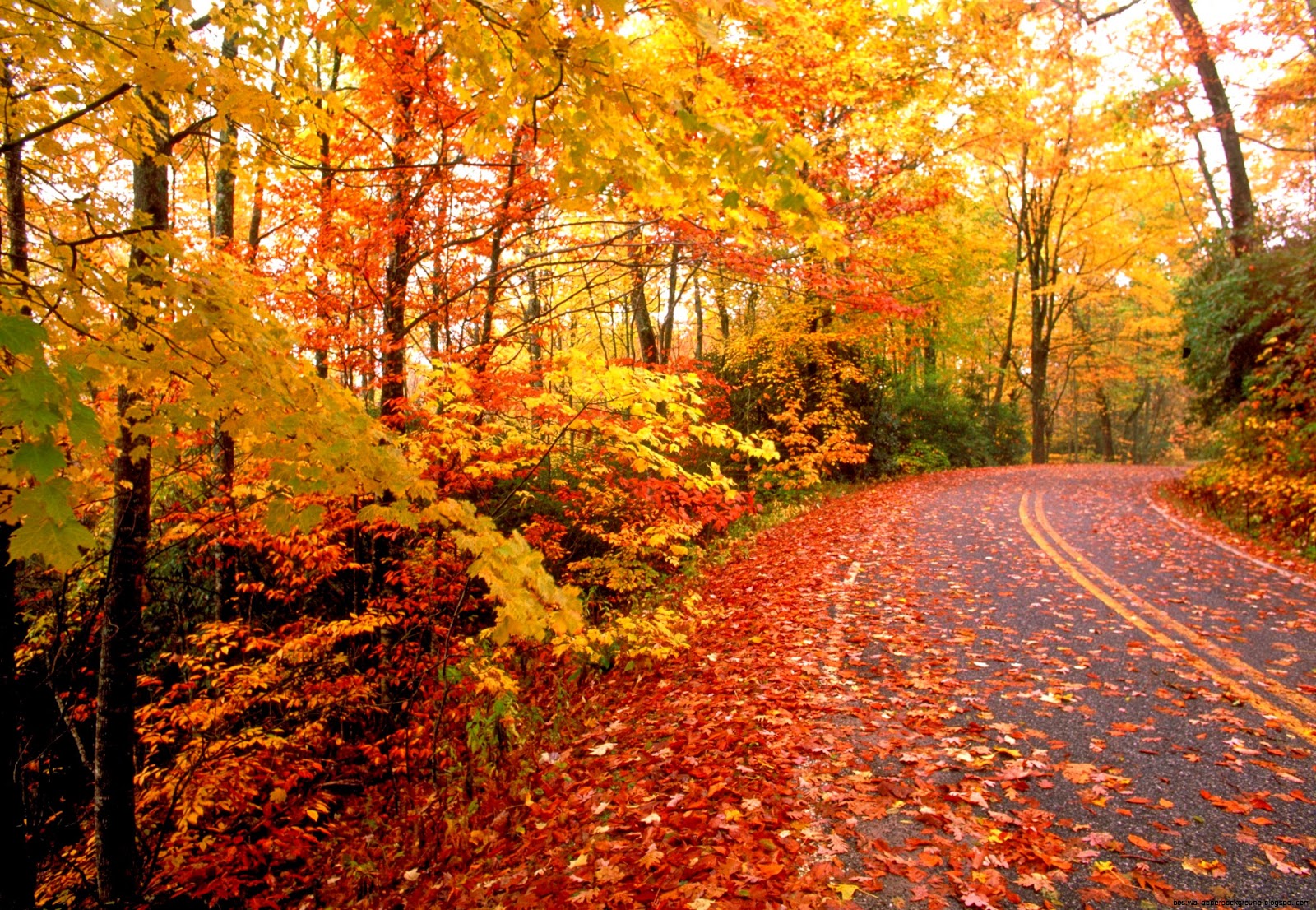 Autumn Leaves Pictures Fall Foliage Autumn Leaves Pictures Fall Foliage