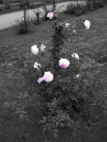 black and white picture of roses