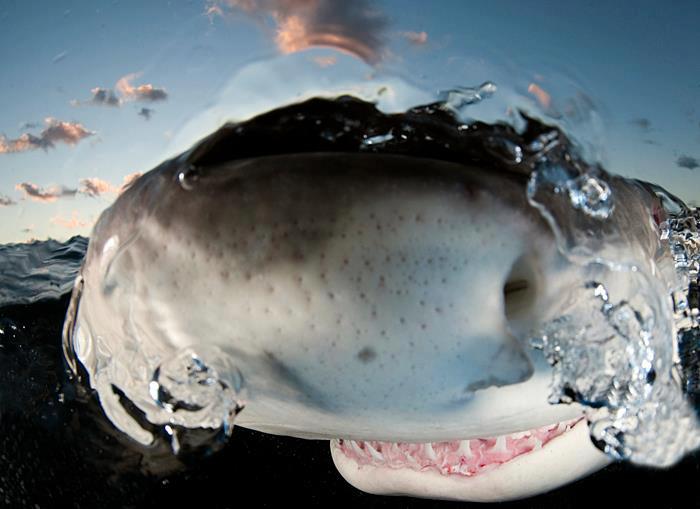 Rumbo a la profundidad Sistemas sensoriales de los tiburones Ampollas