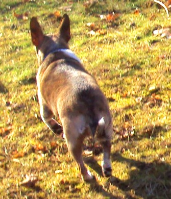 puppy stool overfeeding ottawa valley whisperer treatment for diarrhea in dogs cats cause and puppy stool overfeeding ottawa valley whisperer treatment for diarrhea in dogs cats cause and