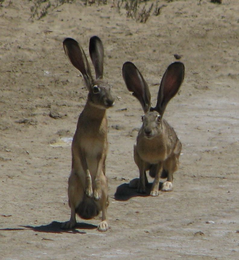 Animals that creep you the f_ck out! Forums