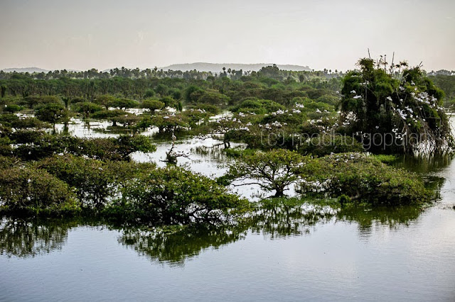 Vedanthangal Bird Sanctuary Vedanthangal Bird Sanctuary