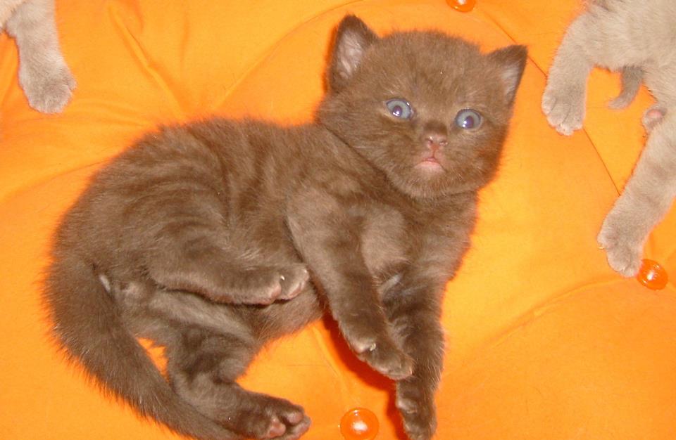 Temmuz 2012 British Shorthair Scottish Fold sahibinden safkan