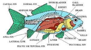 Morfologi dan Anatomi Ikan Mujair (Oreochromis Massambicus) - SIKPAS
