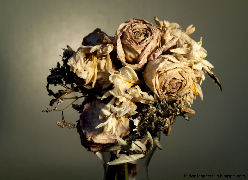 Dead Flowers Flickr Photo Sharing Dead Flowers Flickr Photo Sharing