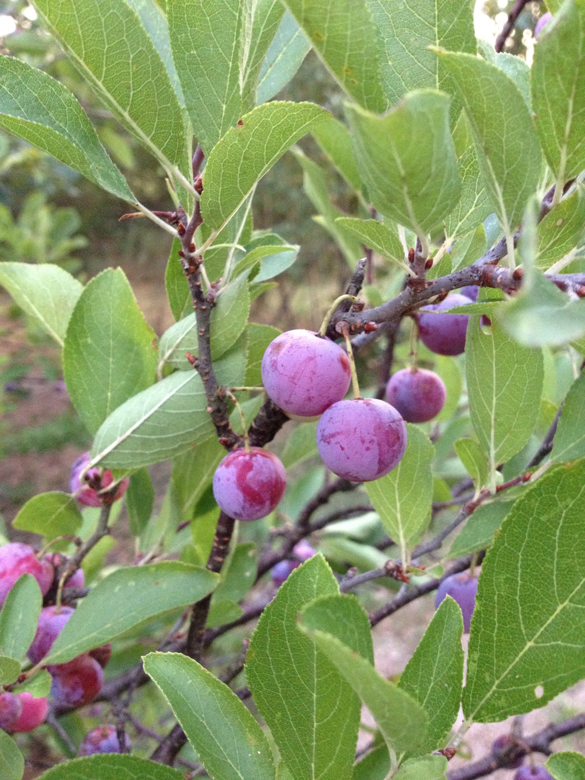 LONG ISLAND HOMESTEAD Growing Beach Plums and Other Plants from Seed