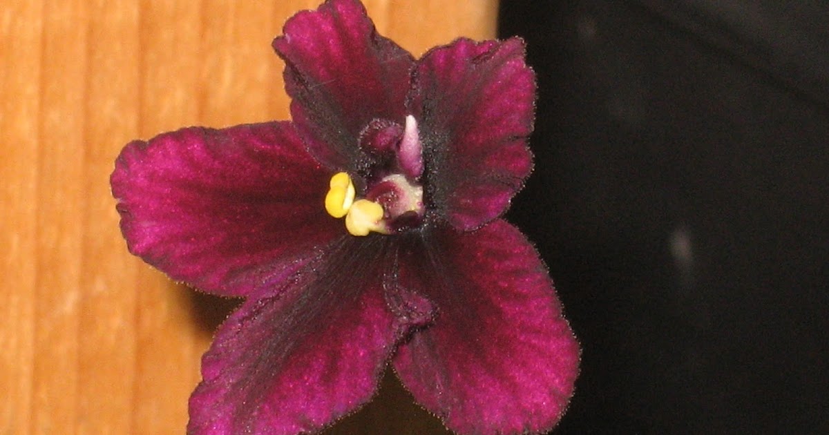 Shanti's African violets Featured violet Crushed Velvet