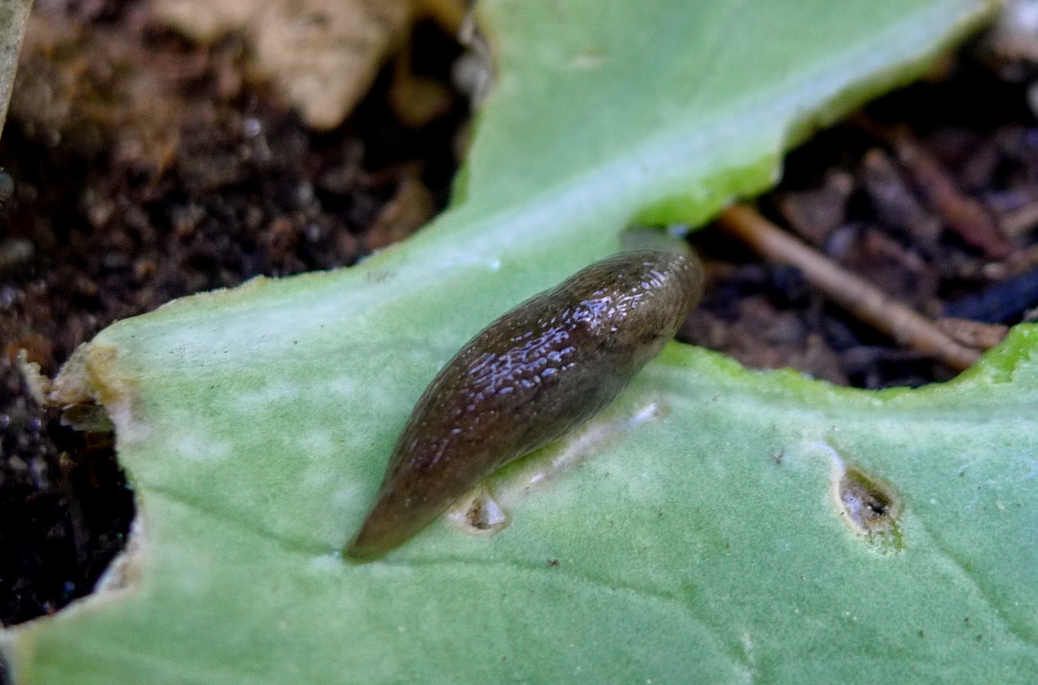 Less Noise, More Green Organic Pest Control Part 1 slugs, aphids and