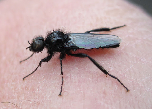 St. Mark's Fly, Bibio marci.  Goddington Park, 28 April 2012.