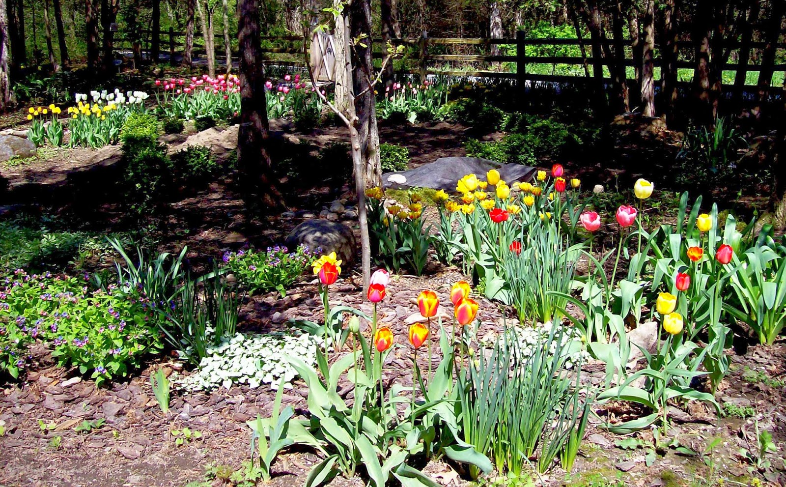 The Northern New York Gardener Tulips,Daffodils and Sunshine!