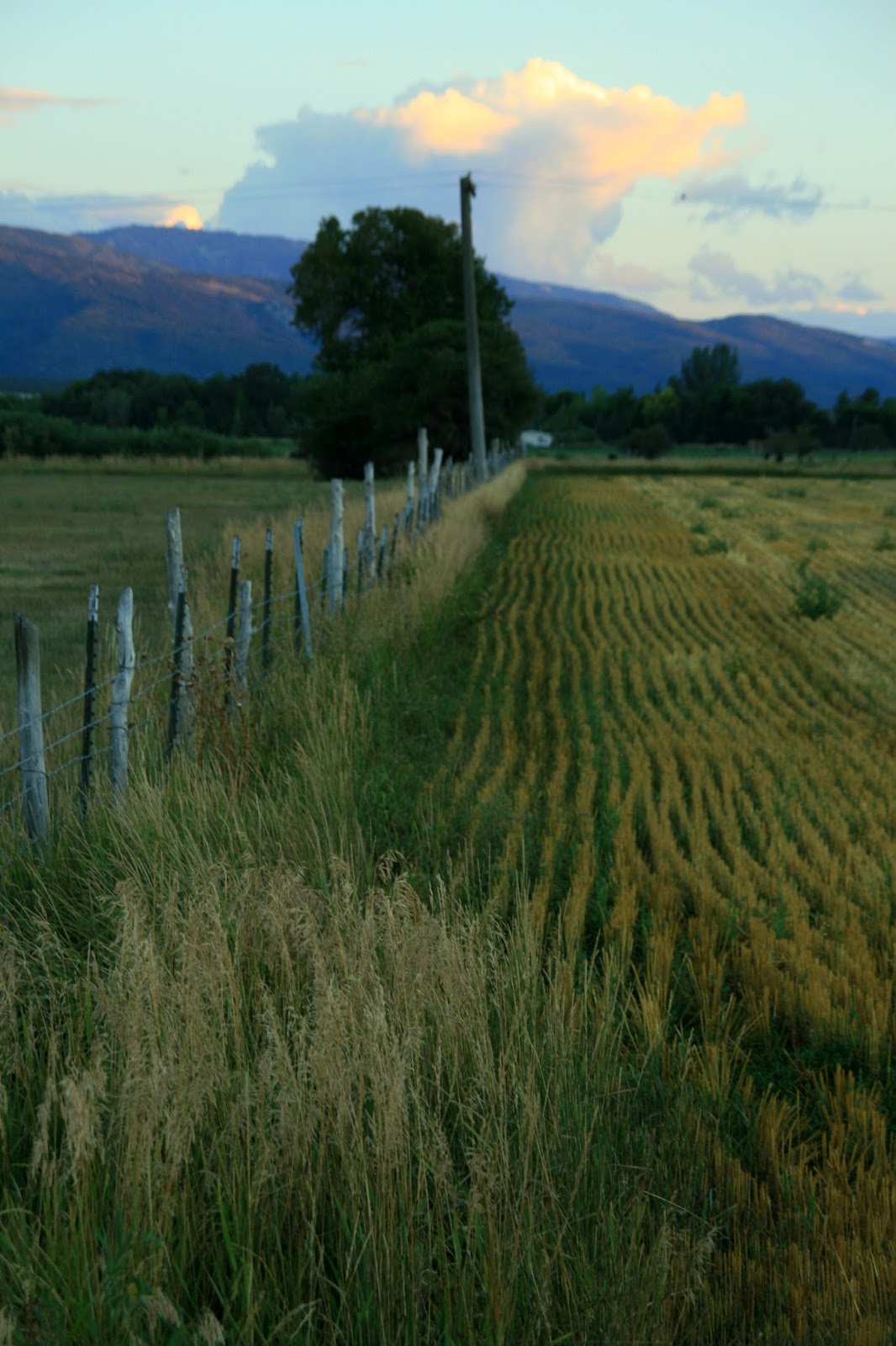 Todd Orchard Paintings Spring City Plein Air