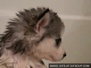 http://3.bp.blogspot.com/-M58jVKgZnvo/UXZ70hx6FxI/AAAAAAAAh60/JJonktv74fE/s1600/002-funny-animal-gifs-puppy-bath.gif