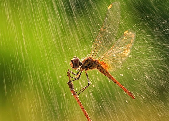 Fire fly in rain Fire fly in rain