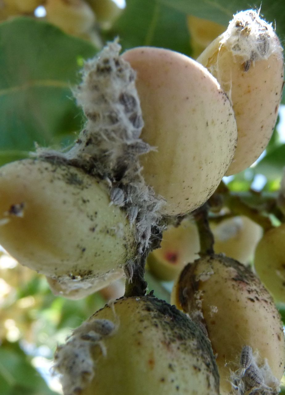PISTACHIO GROWERS GATHER TO SEE DAMAGE California Agriculture News Today