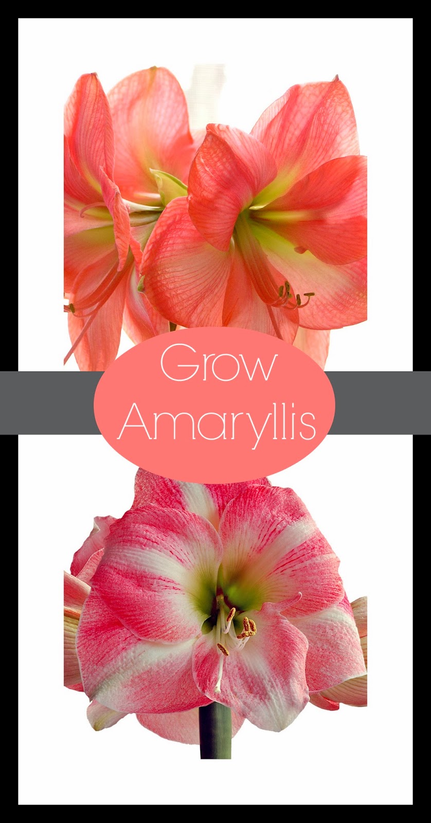 How to Grow Amaryllis Daily Appetite