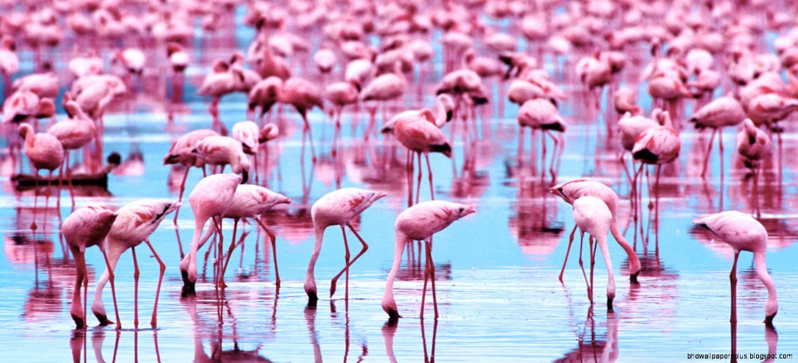 Flamingo Wallpaper Wallpapers HD Desktop Flamingo Wallpaper Wallpapers HD Desktop