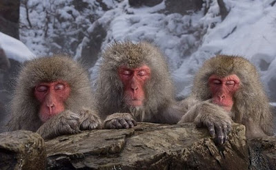 Meditating Monkeys Seen On www.coolpicturegallery.us