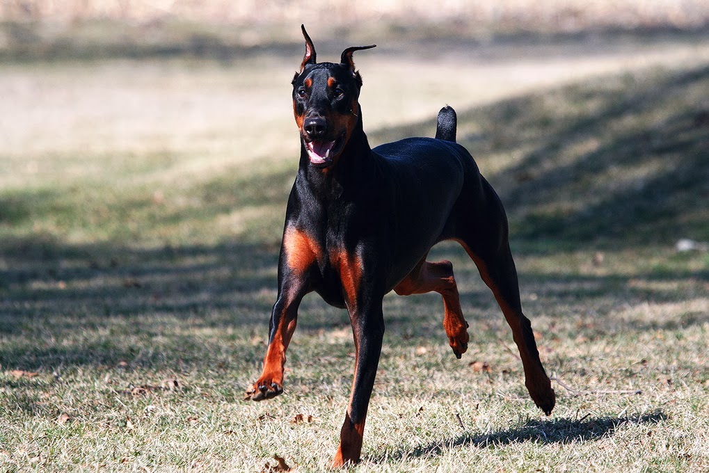 Tavuklar Doberman�a Karşı Blogzz