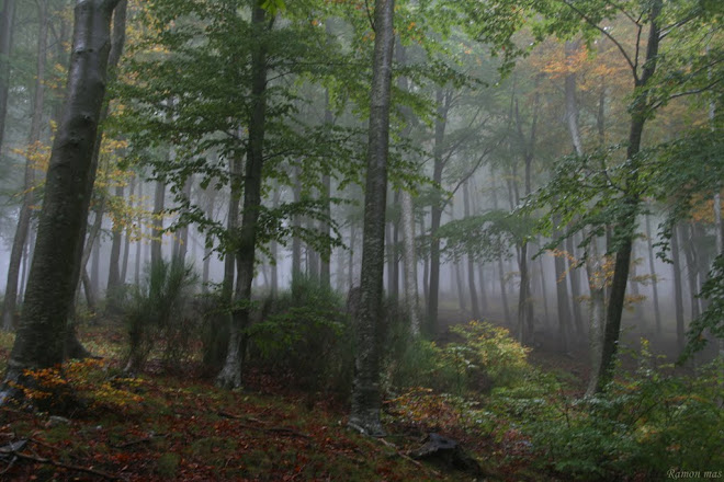 EL BOSC I ELS SEUS ENCANTERIS