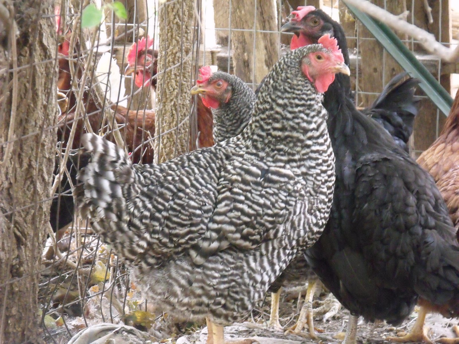 Artisan Farmstead Living Best Laying Hens for your Farmyard Flock