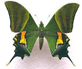More than 225 species of butterflies