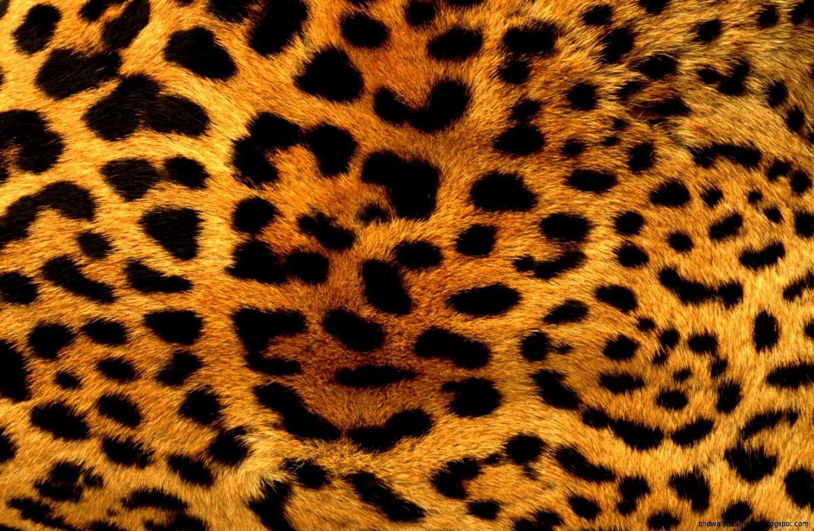 Leopard Print Leopard Print